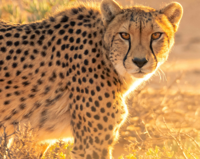 South Africa