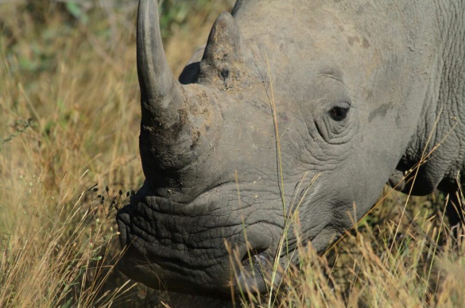 What to Expect on a Safari Tour in the Kruger National Park – The Big Five