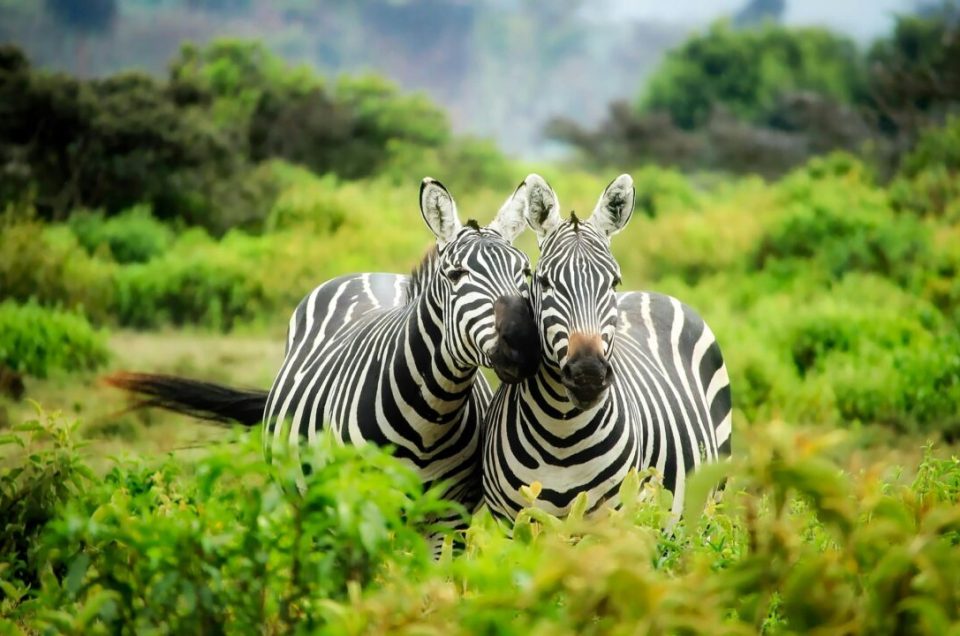 Essential Packing Tips for Your African Safari Adventure