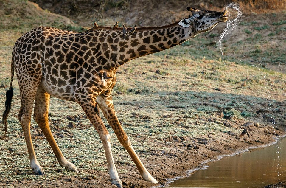 Top 10 Must-Visit Destinations in Africa for First-Time Travellers — Travel Republic Africa