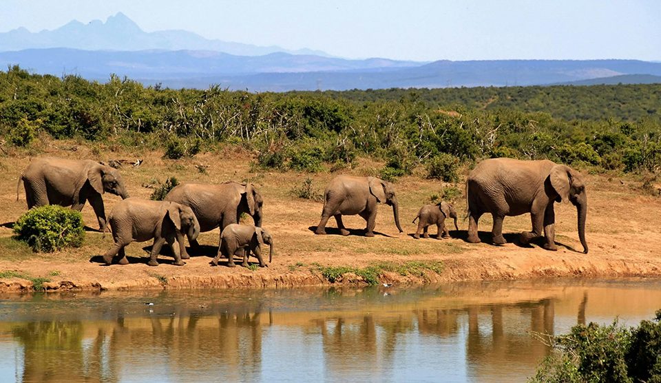 A Guide to Finding the Right South African Travel Company for Your Dream Trip