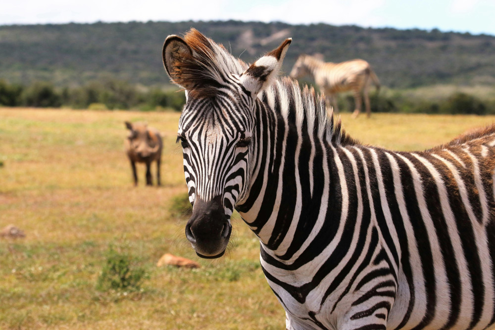 Zebra in Africa