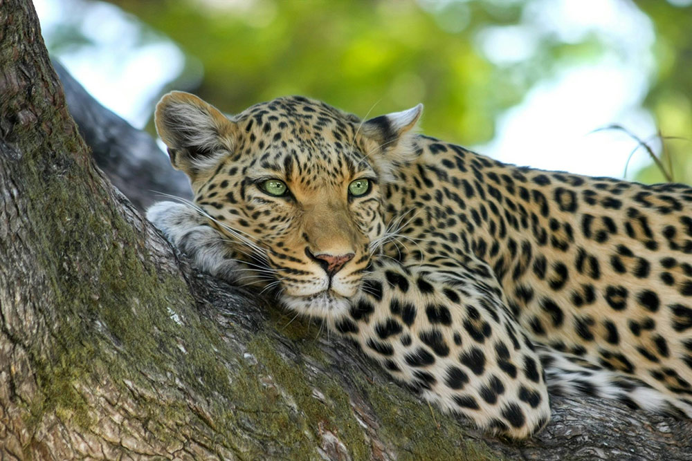Leopard in a tree