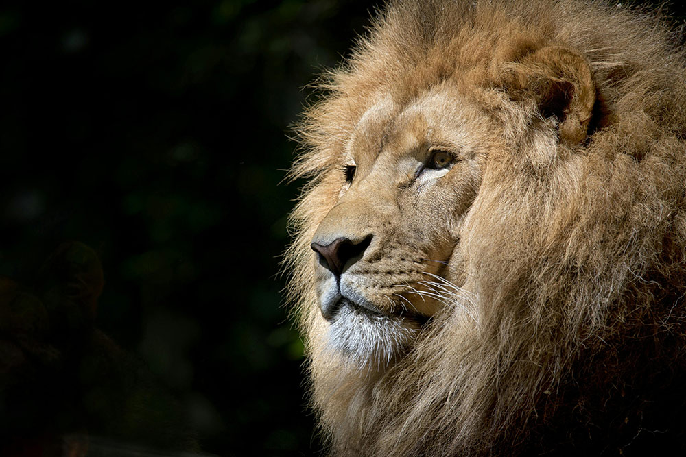 Call of the wild lion