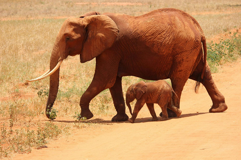 Elephants crossing the road