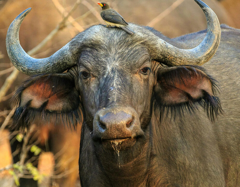 Big 5 African safari