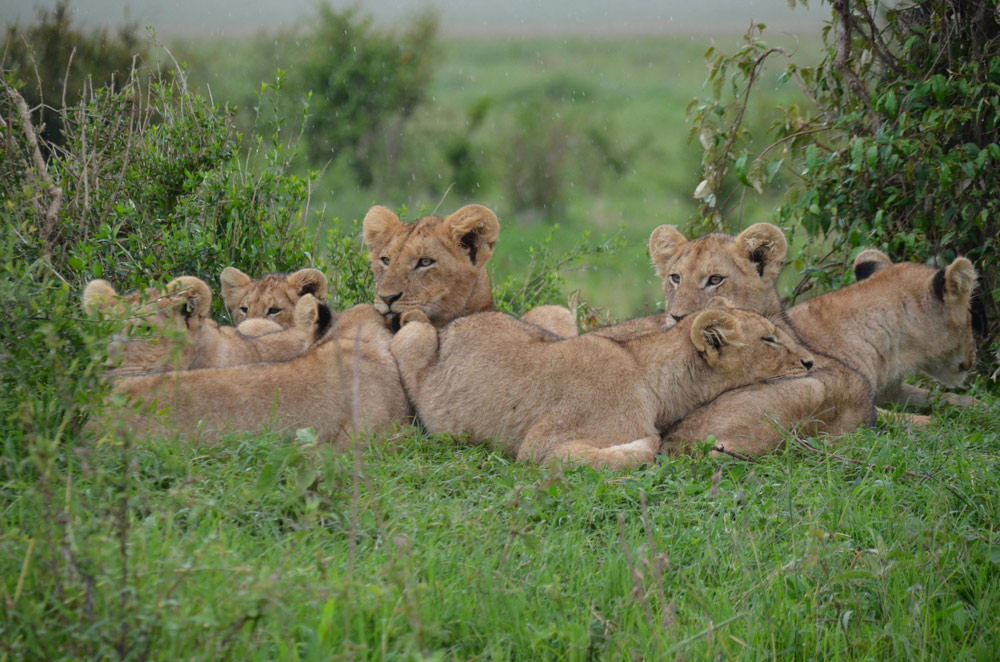 Pride of lions
