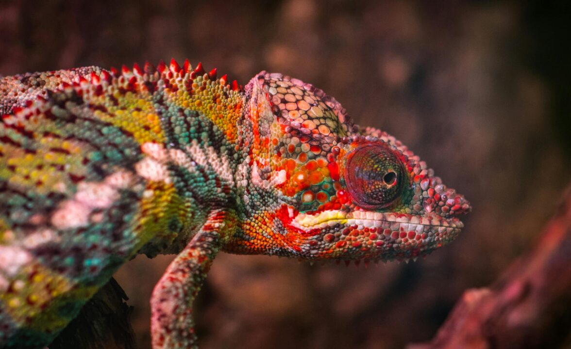 Chameleon in Madagascar