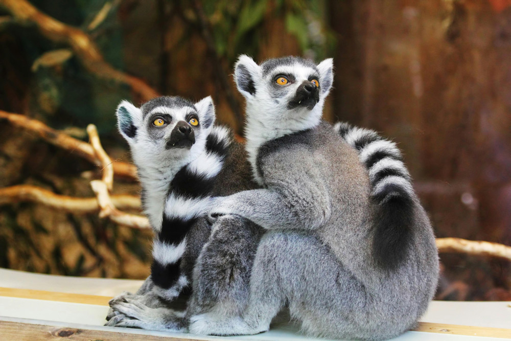 Lemurs of Madagascar