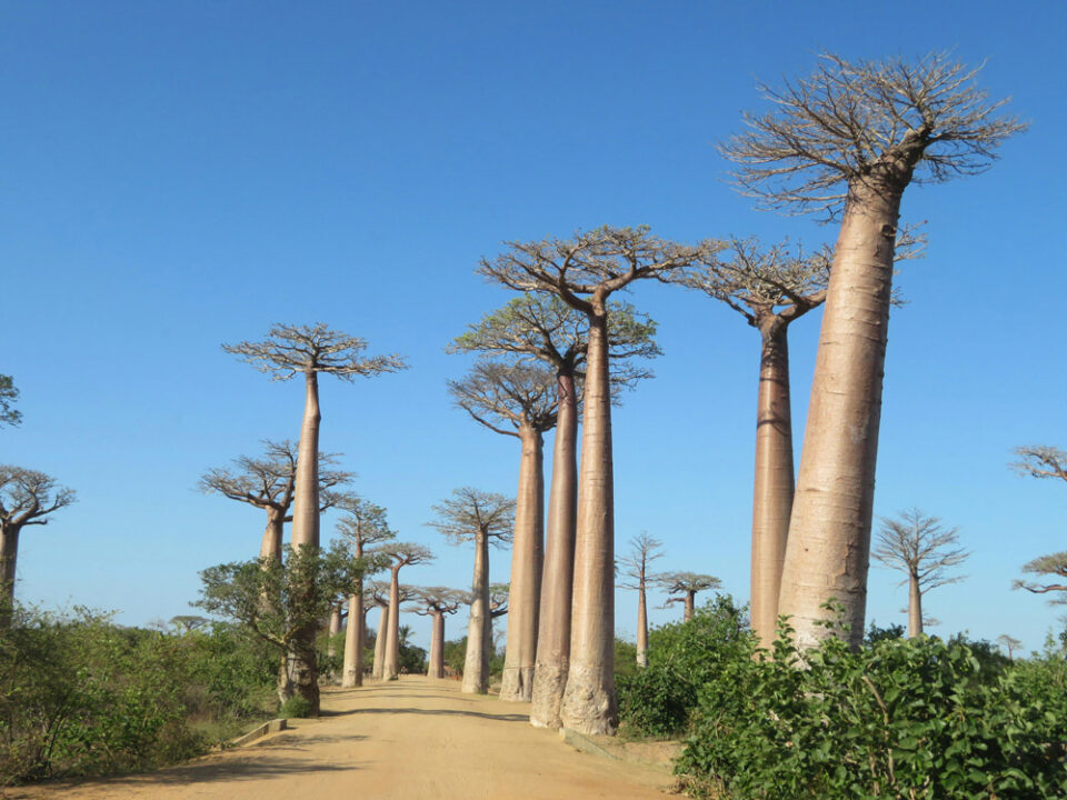 Baobab Trees