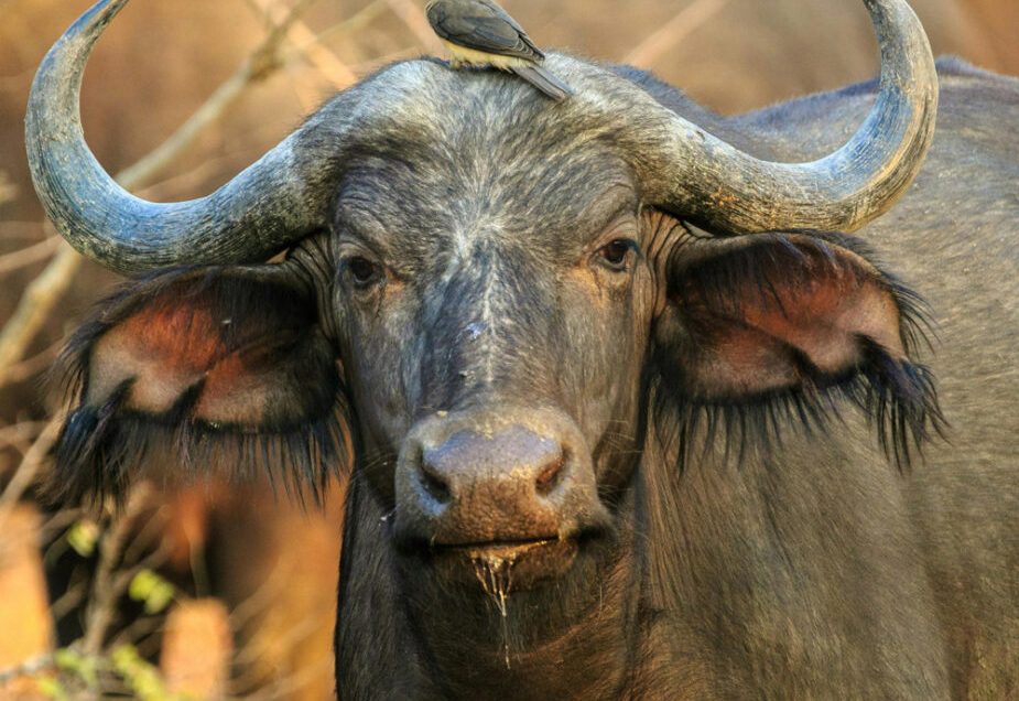 Best Zambia Travel Packages for Couples, Families & Solo Travellers