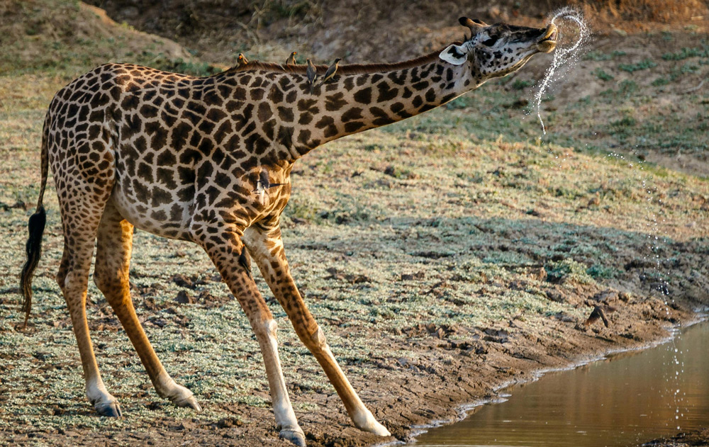 Giraffe at drinking hole