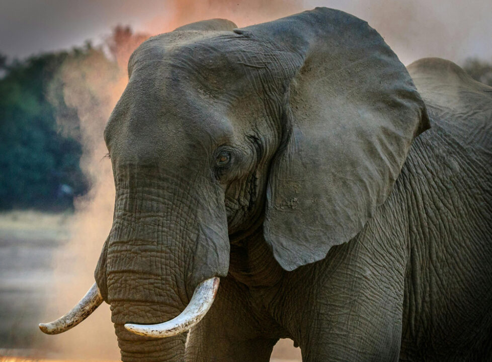 Zambian elephant 