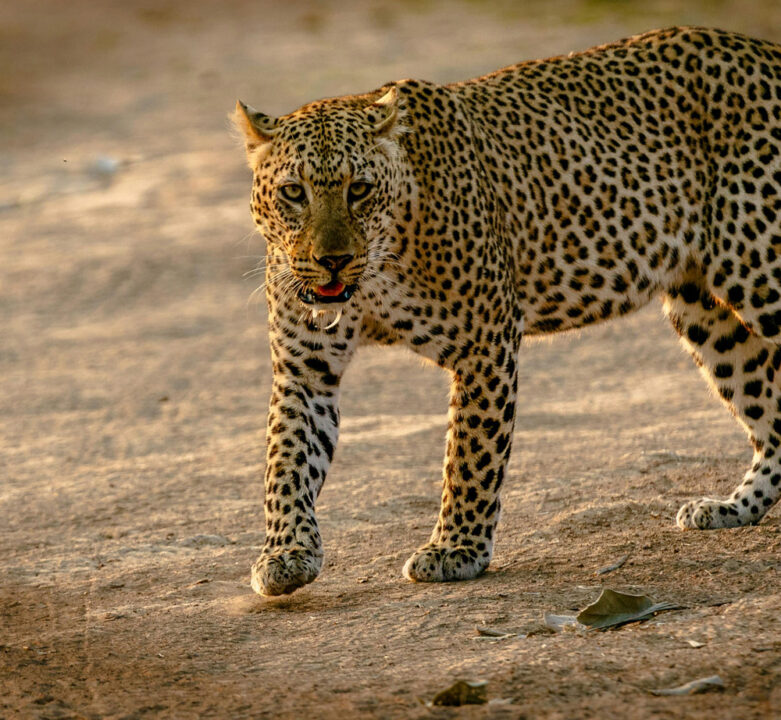 Leopard in Zambia
