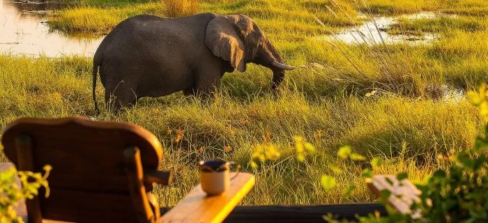 Elephant Rivers to Mountain Peaks: Botswana & South Africa