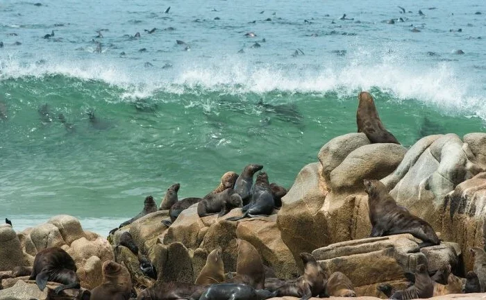 Cape Cross Colony Seal Tour