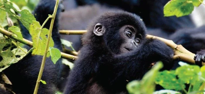 Gorilla Trekking Safari Uganda